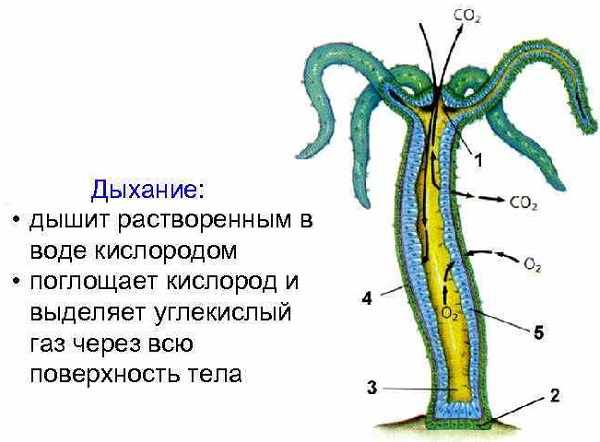 Kraken рынок