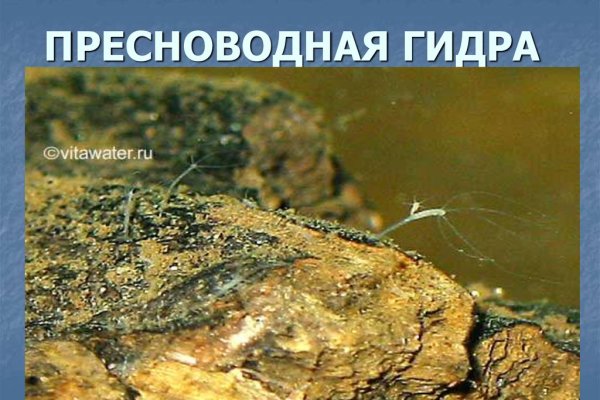 Как пополнить кошелек на кракене даркнет