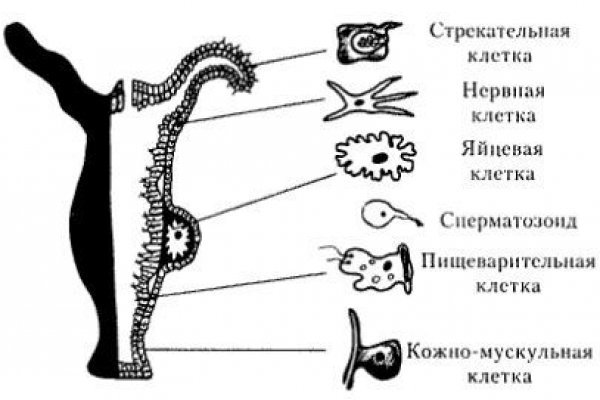 Kraken зеркало стор