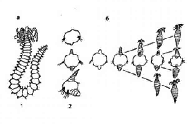 Kra35.cc
