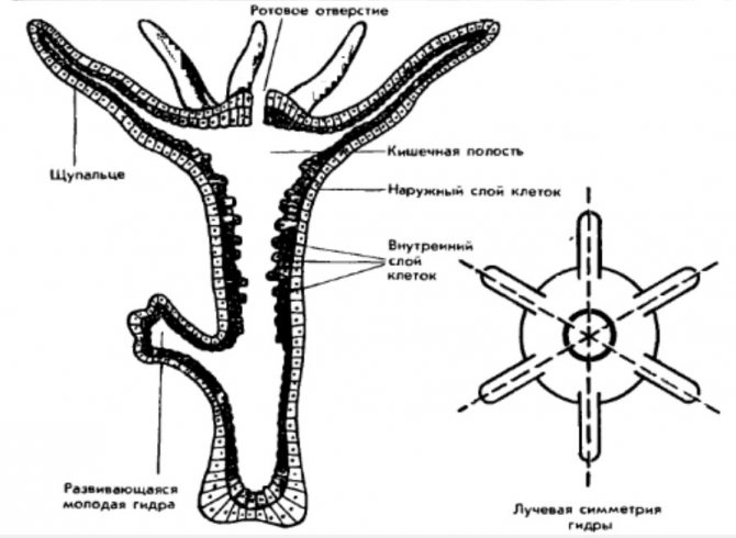 2krn cc кракен